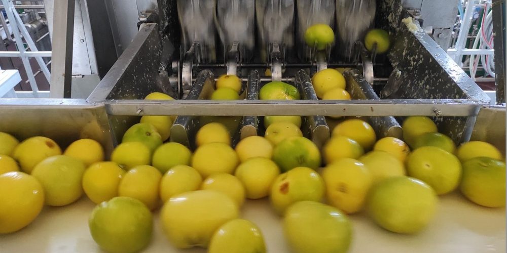 squeezed lemon juice factory