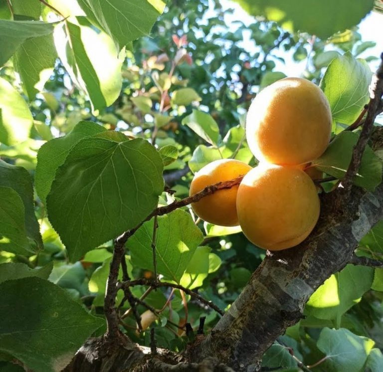 This photo is from apricots in the tree, ready to havest by baor products. Can see when apricots are ready to be collected to produce purees and concentrates