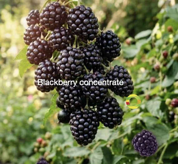 blackberry imagen porfolio