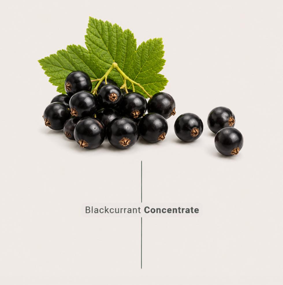 Blackurrant concentrate made from fresh blackurrant for industrial food and beverage manufacturers